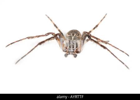 Larinioides Sclopetarius Spinne auf weißem Hintergrund Stockfoto
