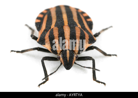 Fahren Sie auf Sicht der von einer gestreiften Schild Bug, Graphosoma Lineatum auf weißem Hintergrund Stockfoto