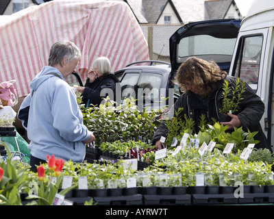 Frau, die Pflanzen auf dem Markt zu kaufen. Bude. Cornwall. UK Stockfoto