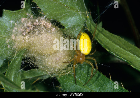 Gurke Green Spider (Araniella Cucurbitina) wacht über Jungspinnen Stockfoto