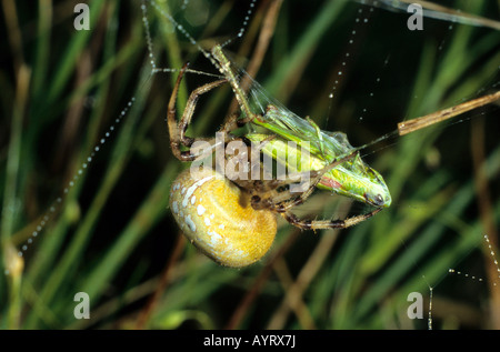 Vier-Punkt Orb Weaver Spider (Araneus Quadratus) und seine Beute (Heuschrecke) Stockfoto