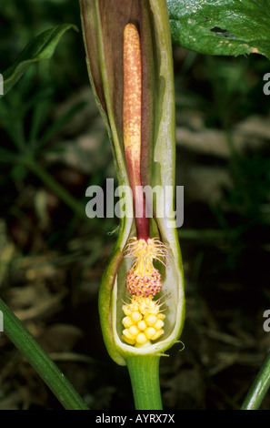 Wilde Arum, Lords und Ladies oder Jack in die Kanzel (Arum Maculatum), aufgeschnittenen, Spatha, Blütenständen, Fliegenfalle, Insektenfalle Stockfoto