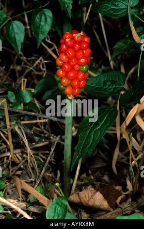 Wilde Arum, Lords und Ladies oder Jack auf der Kanzel (Arum Maculatum) Samen Kopf Stockfoto