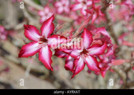 Desert Rose, Sabi Stern oder Kudu (Adenium Obesum) Stockfoto