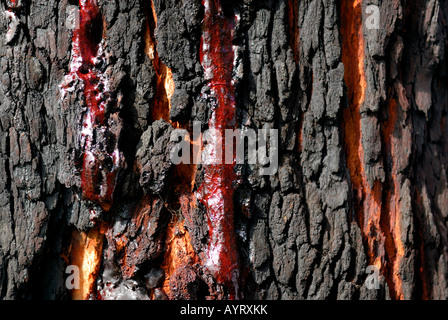 Harz, produziert durch einen verkohlten Red Gum oder Marri Baum (Corymbia Calophylla), Ambergate Reserve, Western Australia, Australien Stockfoto