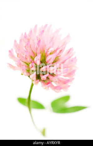 Alsike Clover (Trifolium Hybridum), violette Blüte Stockfoto