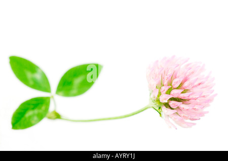 Alsike Clover (Trifolium Hybridum), violette Blüte Stockfoto