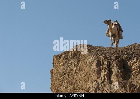 Ägypten, Sinai, Dahab, einsame Kamel in der Wüste Stockfoto