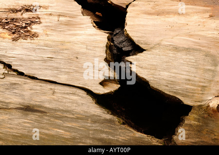 Gebrochenen Stamm eines gefallenen riesigen Redwood-Baumes Stockfoto