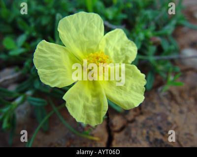 Fumana Blume im Akamas Nationalpark Zypern Stockfoto