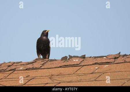 Schwarzer Vogel auf dem Dach in den USA Stockfoto