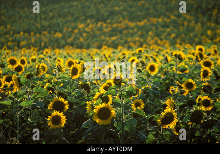 Sonnenblumenfeld (Helianthus Annuus), Costa De La Luz, Provinz Cádiz, Andalusien, Spanien Stockfoto