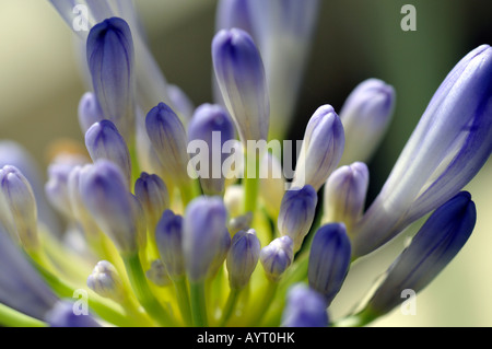 Agapanthus Praecox Subsp Orientalis 'Variegata' ungeöffnete Blütenknospen babyblau schließen sich Nahaufnahme Makro Stockfoto