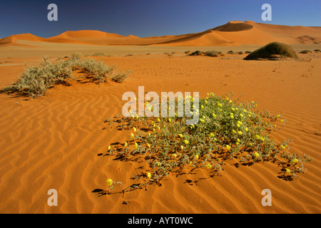 gelb blühende Blumen Tribula Terrestris und Camel Thorn Tree Acacia Erioloba in die Dünen-Namib Sossusvlei Namib-Naukluft-Park Stockfoto