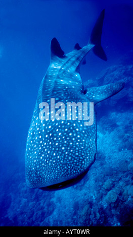 Walhai (Rhincodon Typus), Australien Stockfoto