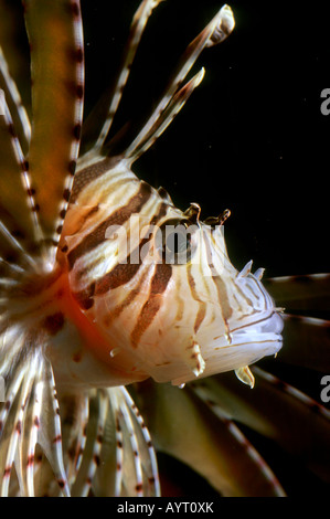 Rot Rotfeuerfisch (Pterois Volitans), Rotes Meer