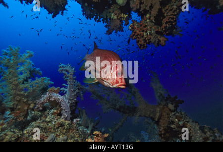 Riesige Squirrelfish oder Sabre Squirrelfish (Sargocentron Spiniferum) in einer Höhle, Rotes Meer Stockfoto