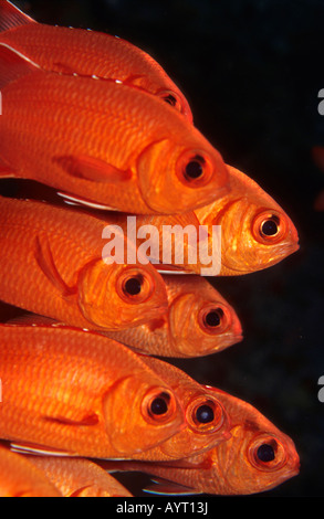 Tannenzapfen-weiß umrandet oder Blotcheye Soldierfish, (Myripristis Murdjan), Malediven Stockfoto