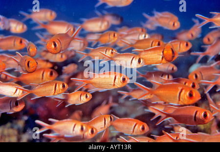 Tannenzapfen-weiß umrandet oder Blotcheye Soldierfish, (Myripristis Murdjan), Malediven Stockfoto