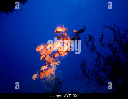 Tannenzapfen-weiß umrandet oder Blotcheye Soldierfish, (Myripristis Murdjan), Malediven Stockfoto