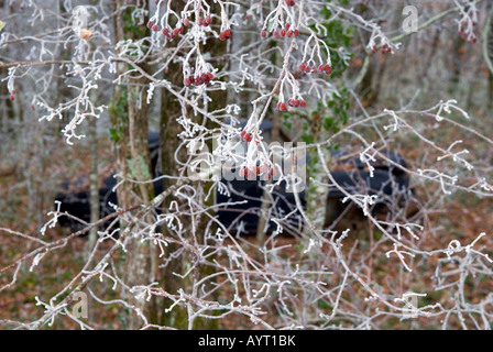 ein Blick durch Frost bedeckt Zweige der alten verlassenen schwarzen Oldtimer liegen in einem winterlichen Wald vergessene Stockfoto