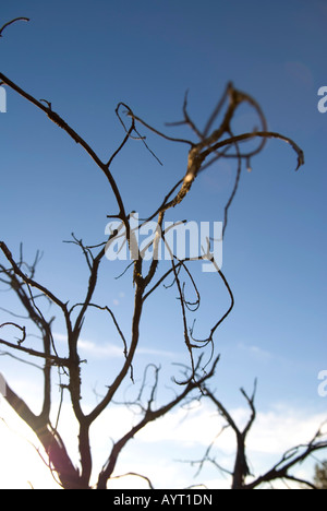 Blick durch ein Netz von feinen tot gedrehten Zweigen vor einem klaren kühlen blauen Himmel Stockfoto