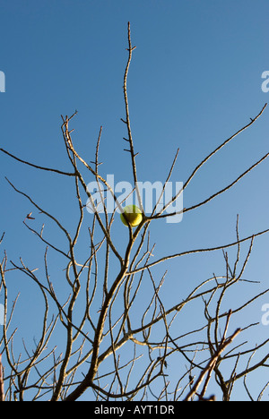 ein Tennisball liegt gefangen in einem Netz von Niederlassungen auf dem Baum Stockfoto