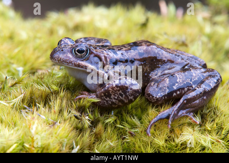 Europäische braune Grasfrosch (Rana Temporaria), Kelchsau, Tirol, Österreich, Europa Stockfoto