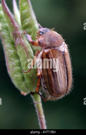 Sommer-Chafer oder europäischen Juni Bug (Amphimallon Solstitiale), Schwaz, Tirol, Österreich, Europa Stockfoto