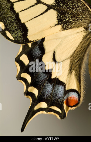 Gelber Schwalbenschwanz (Papilio Machaon), Schwaz, Tirol, Österreich, Europa Stockfoto