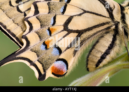 Gelber Schwalbenschwanz (Papilio Machaon), Schwaz, Tirol, Österreich, Europa Stockfoto