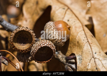 Eichenholz mit Herbstlaub im öffentlichen Park über dem Kopf von oben Bilder Bilder Fotos große hohe Auflösung in den USA horizontale Hochauflösung in den USA Stockfoto