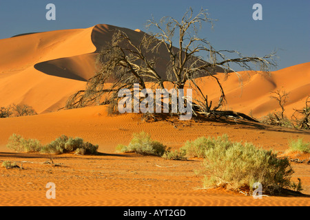 Sanddüne mit Toten Camel Thorn Tree Akazie Erioloba Sossusvlei Namib Wüste Namib Naukluft Park Namibia Afrika Stockfoto