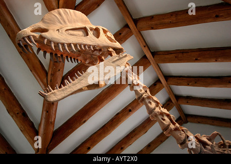 Dinosaurier-Skelett im Museum of Northern Arizona Stockfoto
