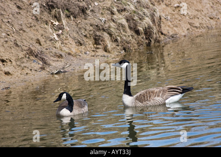 Kanadiengänse Vögel schwimmen in einem See Branta canadensis Spring öffentlicher Park von oben nah oben niemand horizontal in Ohio USA Hi-res Stockfoto