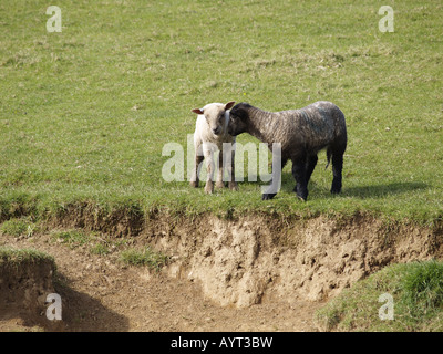 Eine schwarze und weiße Lamm spielen zusammen in ein Feld Stockfoto