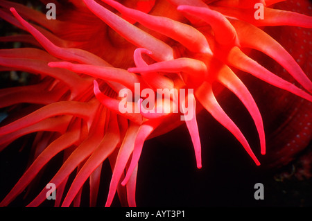 Purpurrote Anemone unter Wasser im pazifischen Nordwesten Stockfoto