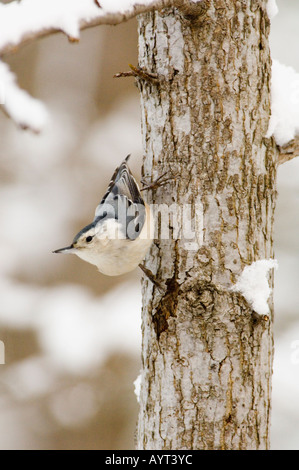 Weißen Brüsten Kleiber Sitta carolinensis Stockfoto