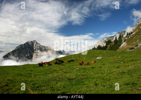 Kühe auf der Alm, Österreich Stockfoto