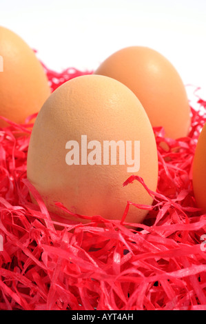 Braunen Eiern platziert auf roten excelsior Stockfoto