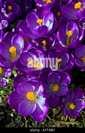 Blühende holländische Krokusse (Crocus Vernus Hybriden) Stockfoto