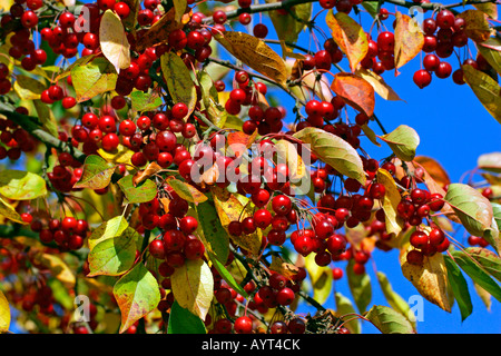 Chinesische Tee-Crabapple Baum mit Früchten im Herbst (Malus Hupehensis Hybrid) Stockfoto