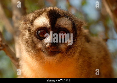 Drei-gestreiften Night Monkey oder nördlichen Eule Affen (Aotus Trivirgatus), Gran Chaco, Paraguay, Südamerika Stockfoto