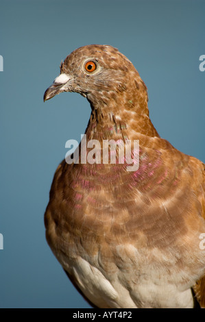 Wilde Taube Columba Livia West Sussex UK Stockfoto