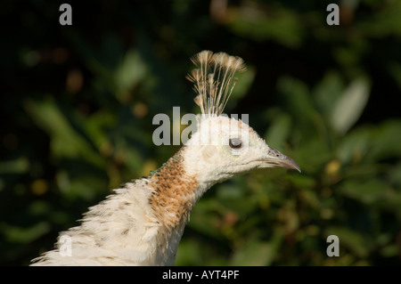 Weißer Pfau Pavo Cristatus Mut. Alba Stockfoto