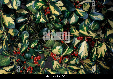 Bunte Holly Kew Gardens Surrey UK Stockfoto