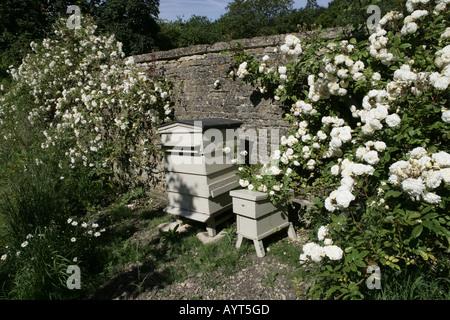 Die nationale Sammlung der Rambler-Rosen im Moor Holz Woodmancote Stockfoto