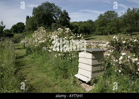 Die nationale Sammlung der Rambler-Rosen im Moor Holz Woodmancote Stockfoto