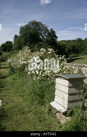 Die nationale Sammlung der Rambler-Rosen im Moor Holz Woodmancote Stockfoto