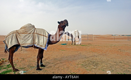 Zwei arabische Kamele bei einem Kamelfest in der Wüste bei Zayed City, Abu Dhabi, VAE. Stockfoto